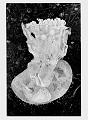 glace (2)
